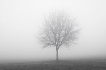 Fog Background in Nature