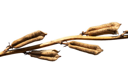 Sesame branch with its seed pods 