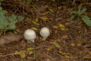 Two white mushrooms growing on the forest floor