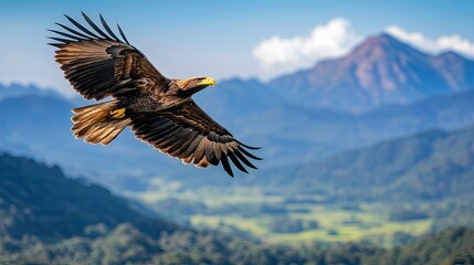 Fototapeta premium A majestic eagle soars over a mountainous landscape, showcasing its powerful wings against a backdrop of hills and a distant peak.