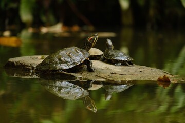 two Trachemys scripta resting on a stone in a pond