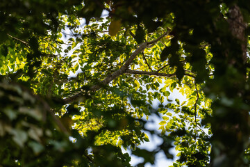 Sunlight Through Green Tree Leaves