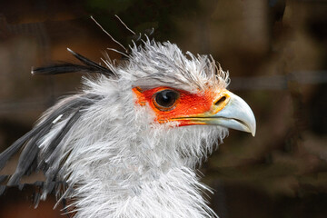 Portrait d'un oiseau messager du sagittaire, également appelé serpentaire