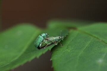 Accouplement du Charençon vert soyeux