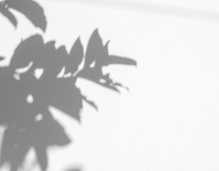 Soft shadow of tropical natural leaves.