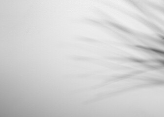 Obraz premium palm leaf isolated on white cement background