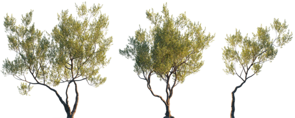 Olea europaea (Сommon olive, European olive, Olea sativa) Oleaceae evergreen trees isolated png in sunset lighting on a transparent background premium cutout 