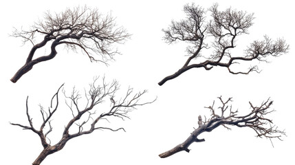 Fototapeta premium Set of Isolated Dead Tree Branches on Transparent Background Generative AI