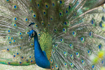 Obraz premium A peacock in full bloom