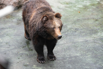 A Ursus arctos (Brown Bear)