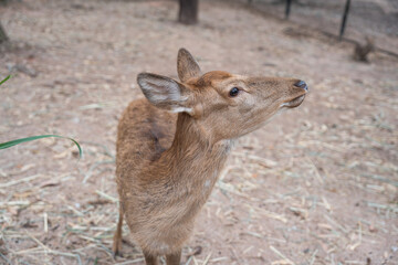 A deer on the grassland