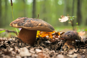 Boletus aereus 