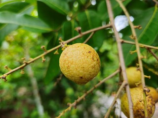 Close up of longan fruit on the tree in the garden, ready to harvest in Mekong Delta Vietnam.