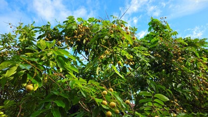 Longan tree in the garden at Vinh Long province, Mekong Delta Vietnam.