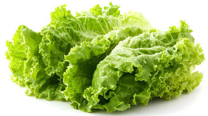 Fresh Green Lettuce Leaves with Water Droplets.