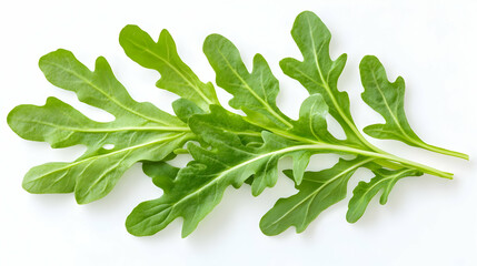 Obraz premium Fresh Green Rocket Leaves on White Background.