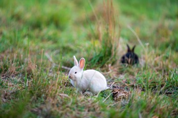 Cute white rabbit sitting in a grassy field with another rabbit in the background at the daytime