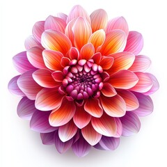 Fototapeta premium Pink and Orange Dahlia Flower Isolated on White Background Beautiful Floral Design Eleme