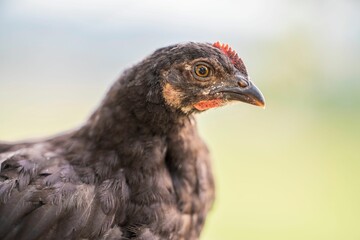 Closeup side portrait of a black chicken with a blurred natural background on a sunny daytime
