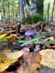 mushrooms in the forest