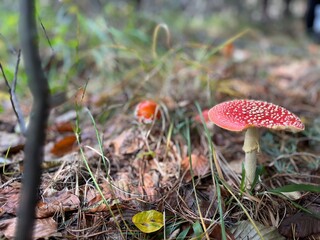 mushrooms in the forest