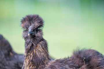 Close-up of a fluffy black Silkie chicken with a funny face against green blurred background