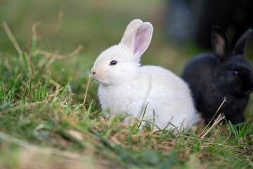Two adorable rabbits, one white and one black, sitting on a grassy field with blur background