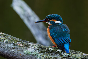 Branch Kingfisher B