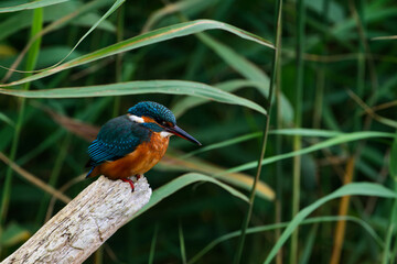 Branch Kingfisher C