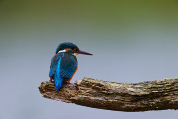 Branch Kingfisher D