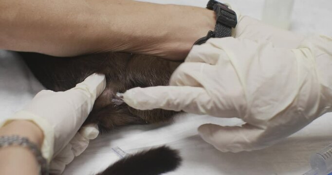 A veterinarian administers an enema to a cat. Two veterinarians work together to administer an enema to a cat on an examination table, ensuring the animal receives the treatment it needs.
