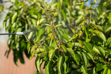 A protective solution is being sprayed onto the leaves of pear trees to safeguard them from pests and diseases during the active growing season.