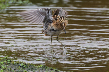 Common Snipe wings C