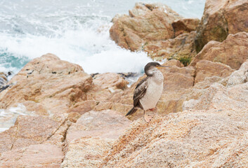 A cormorant rests on a rock next to the sea.