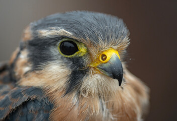 close up of a eagle