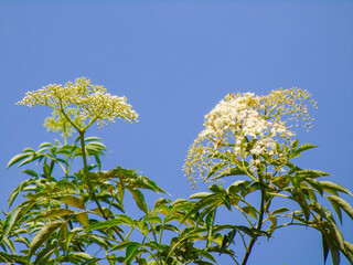 Elder Sambucus flowers against blue sky