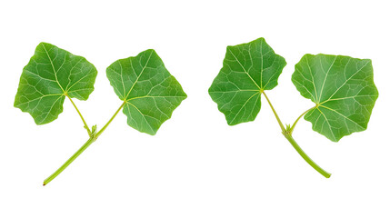 Obraz premium Vibrant Green Garden Plant Leaves on Transparent Background Generative AI