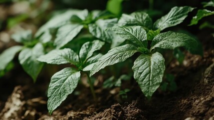 A close-up of ginseng plants growing in the wild, with detailed leaves and soil textures.