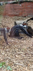Infant juvenile baby mangabey. The red-capped mangabey, also known as the collared mangabey,...