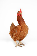 chicken isolated on white background 