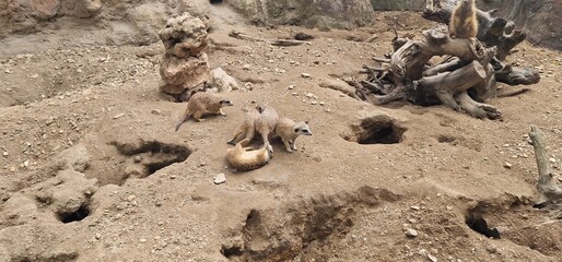 troop of meercat in a zoo exhibit