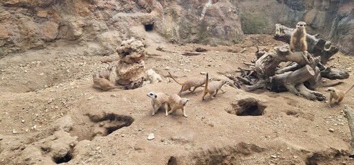 troop of meercat in a zoo exhibit