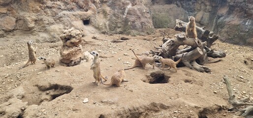 troop of meercat in a zoo exhibit