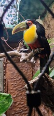 Ramphastos dicolorus, commonly known as the Red-breasted Toucan or Green-billed Toucan, is a vibrant bird species native to the Atlantic Forest of South America, particularly in Brazil, Paraguay, and 