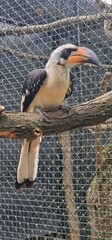 Tockus deckeni, commonly known as Decken's Hornbill, is a medium-sized bird native to the dry savannas, woodlands, and scrublands of East Africa. It is characterized by its striking black and white pl