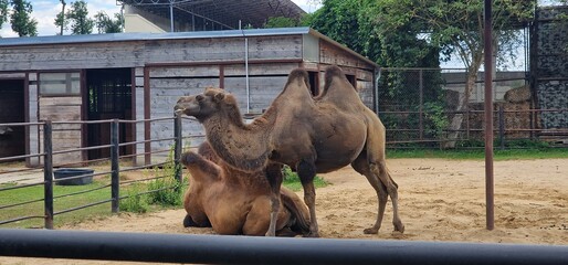 Naklejka premium camel in a zoo exhibit