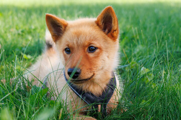 Finnish spitz dog puppy lying on green grass