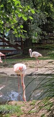 flock of flamingos in the zoo