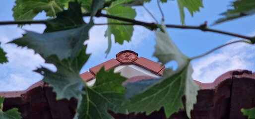 rooftop of a wine cellar in outh moravia and wine plant leaves