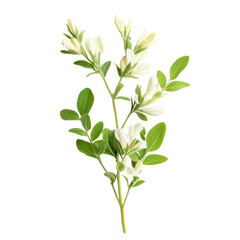 Naklejka premium Astragalus Plant on White Background for Presentation Transparent Background